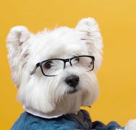cão de óculos