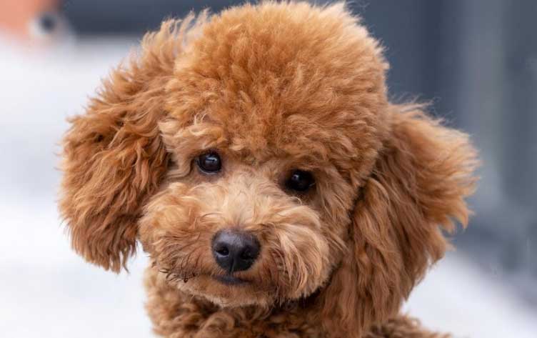 Cães de pelo bonito: 20 Raças de cães com as madeixas mais lindas 7 cães de pelo bonito