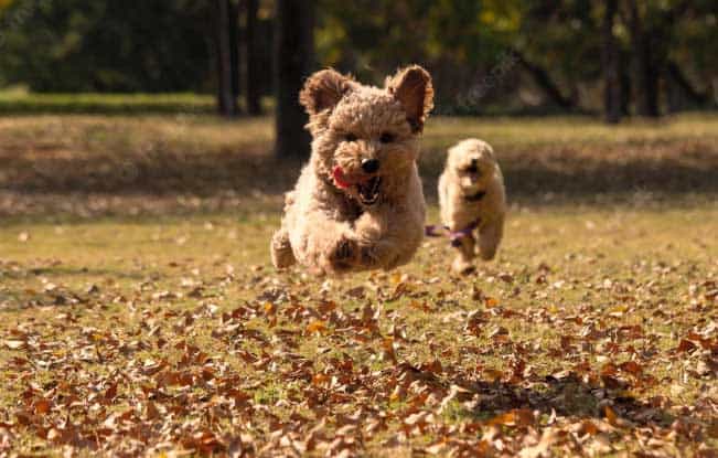 cachorro poodle toy