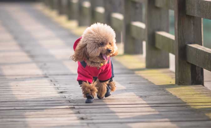 cachorro poodle toy