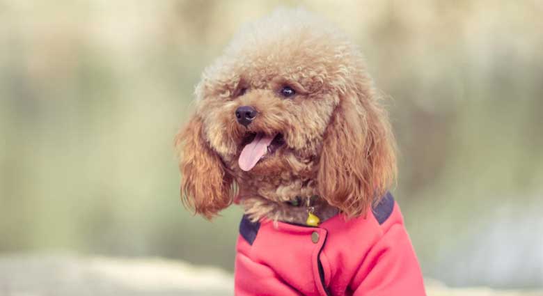 Cachorro Poodle Toy - Esse dog é pra você? 4 cão de roupa