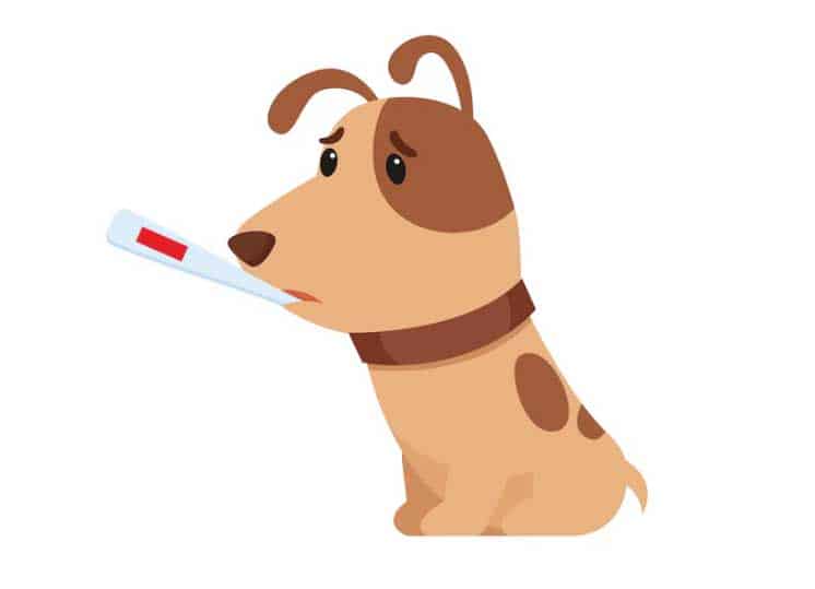 cão doente