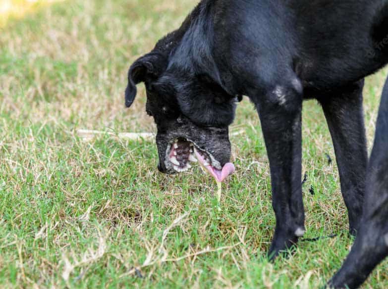 Cachorro vomitou - O que fazer? Entenda! 1 cachorro vomitou