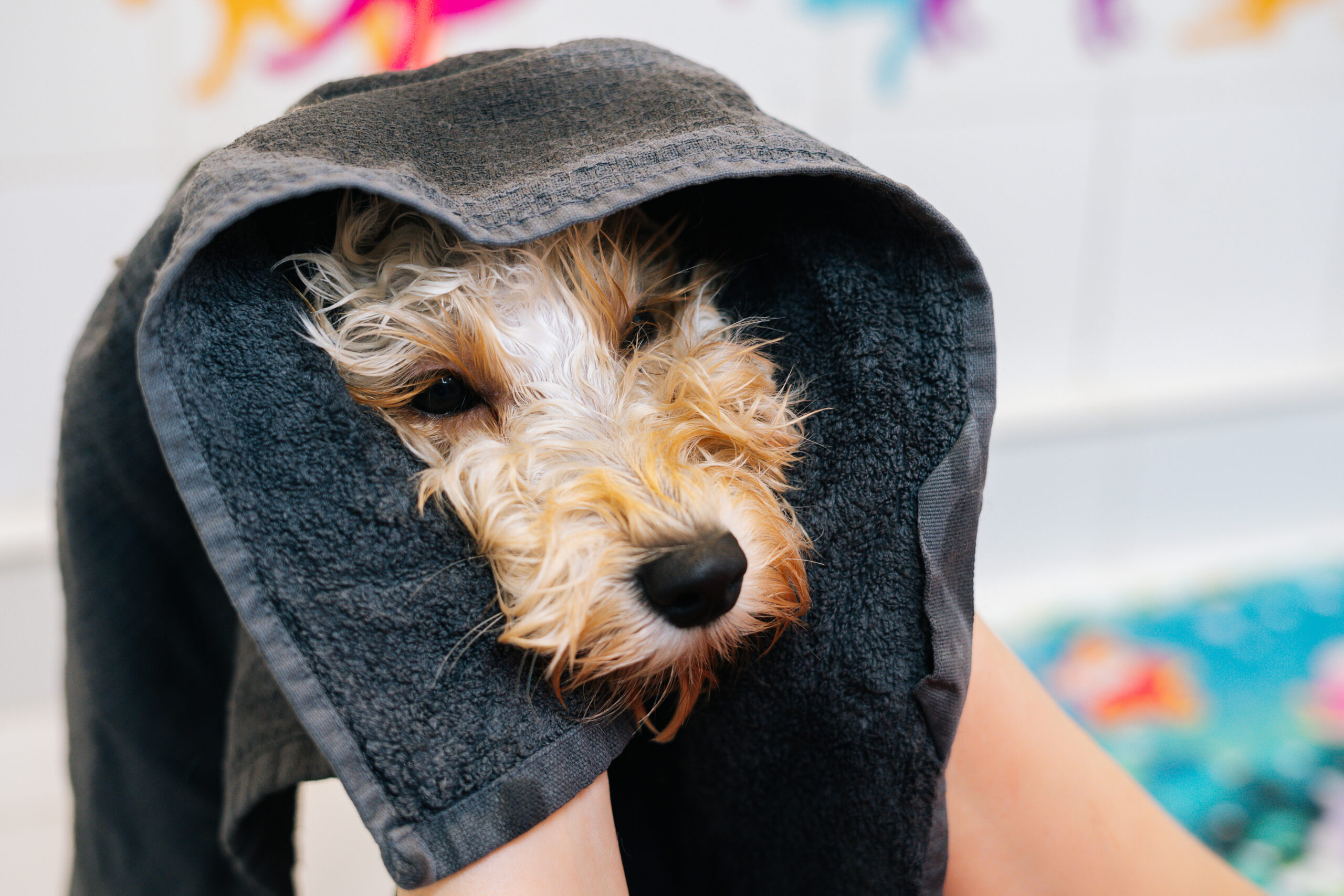 Close-up face of adorable curly Labradoodle dog wrapped in black towel, female groomer drying wet pet at grooming salon.