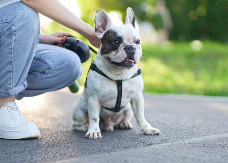 cão com sua coleira