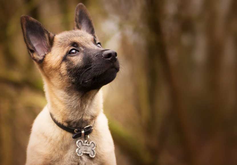 Como colocar coleira em cachorro? Entenda! 1 como colocar coleira no cachorro