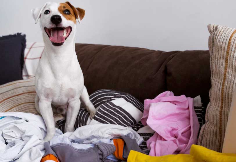 cão com muitas roupas