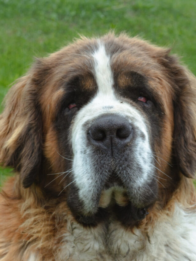 Como cuidar de Filhotes de São Bernardo - Portal do Dog - Para quem ama ...