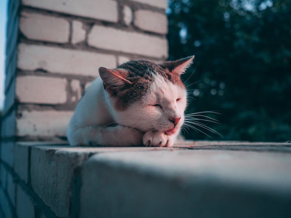 cute white brown furry cat sleeping