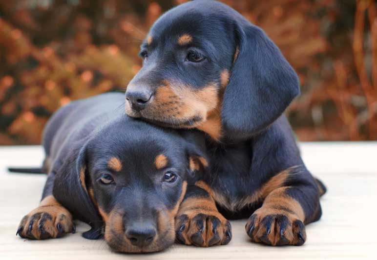 dachshund