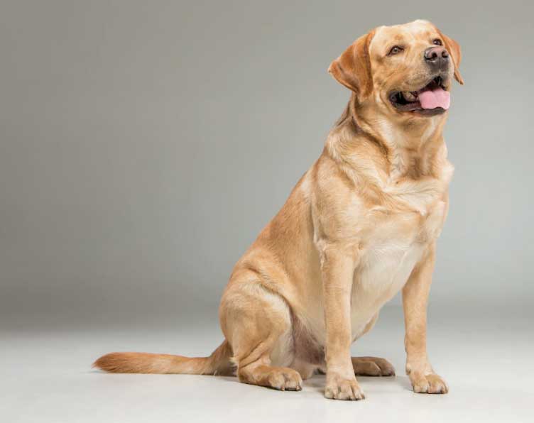 raça de cachorro g labrador