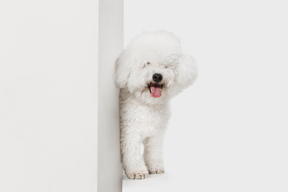 Filhotes de Bichon Frisé: todos os fatos que um novo dono deve saber 1 portrait little cute dog bichon frise isolated white background