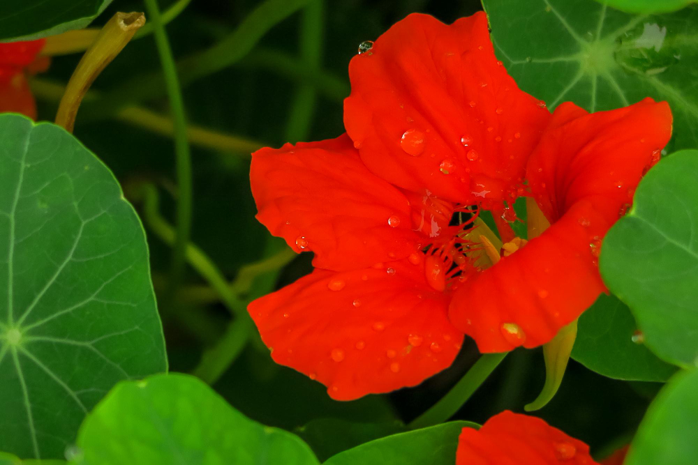 Plantas seguras para cães: 10 que você pode adicionar ao seu jardim 2 Capuchinha