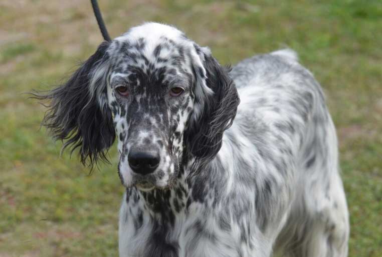 cachorro com orelha grande setter inglês