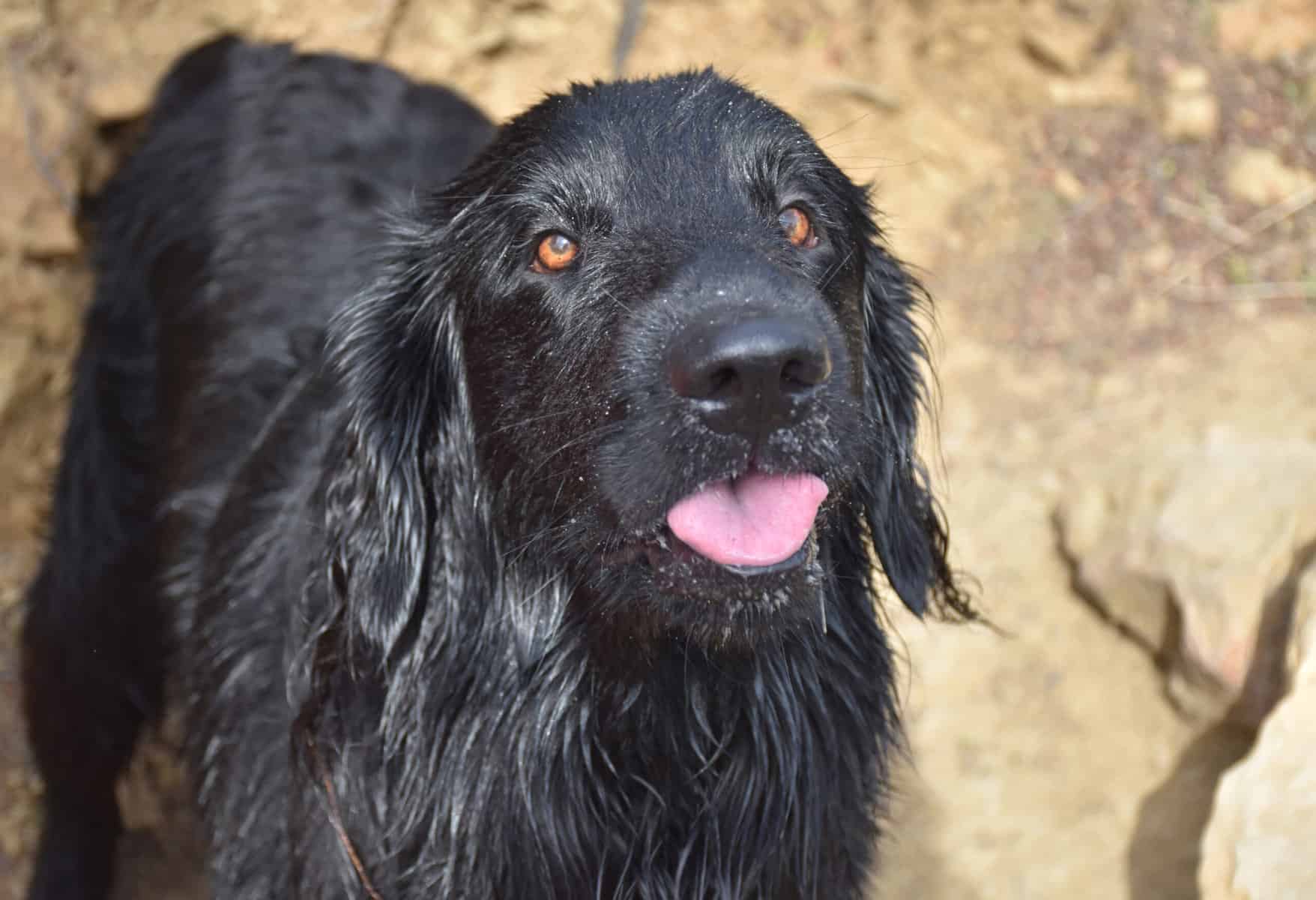 Pink Tongue Sticking Out on a Flat Coated Retriever