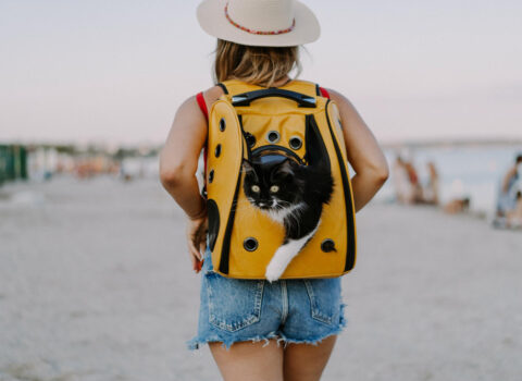 viagem com gatinho