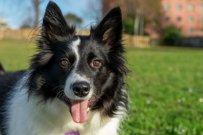 Cachorro da raça Border Collie