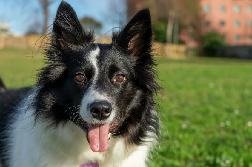 Cachorro da raça Border Collie