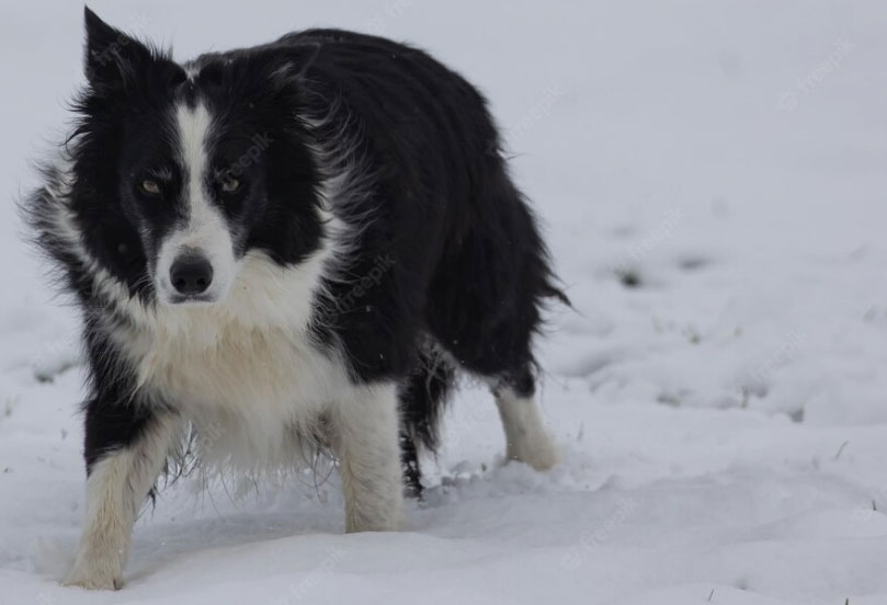 Cachorro da raça Border Collie