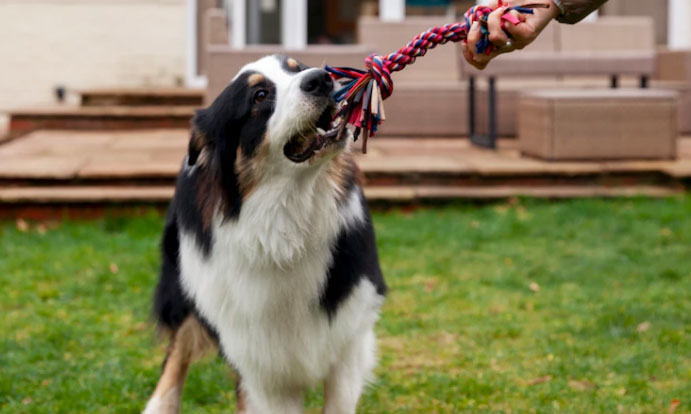 Cachorro da raça Border Collie