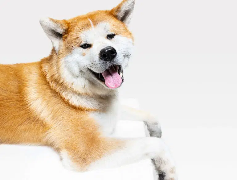 cachorro da raça akita