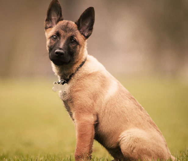 raças de cachorro policial