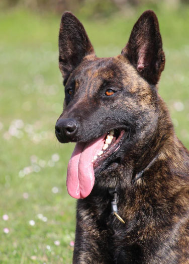 raças de cachorro policial