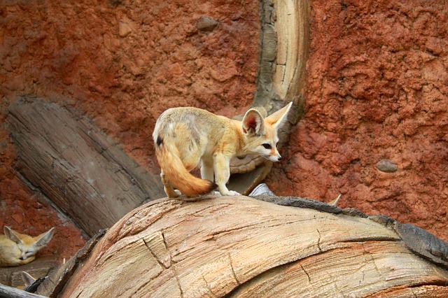 animais resistentes a altas temperaturas