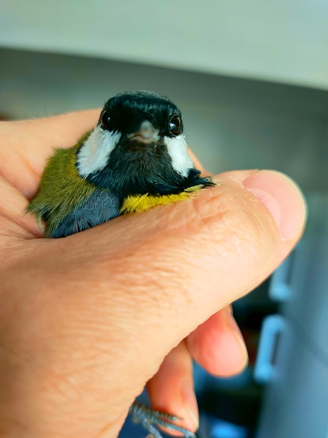 pássaro na mão