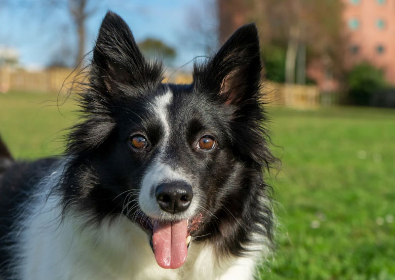 Melhor cachorro para criar no quintal - Você sabe qual é? 3 border collie o Melhor cachorro para criar no quintal