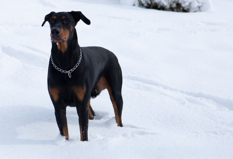 O cachorro Dobermann tem expectativa de vida de até 13 anos