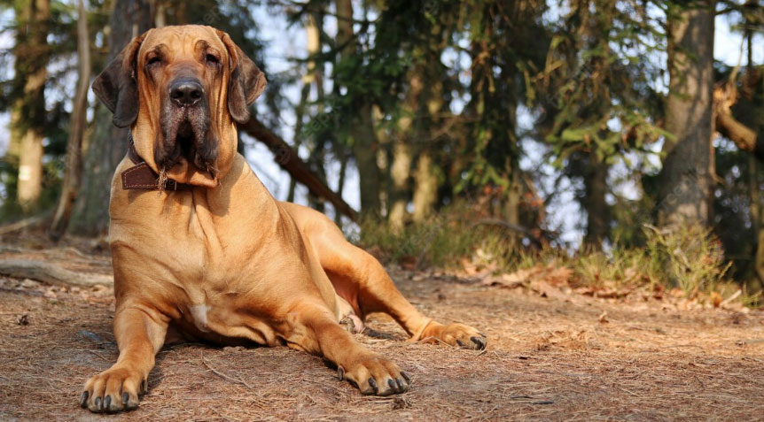 cachorro da raça fila