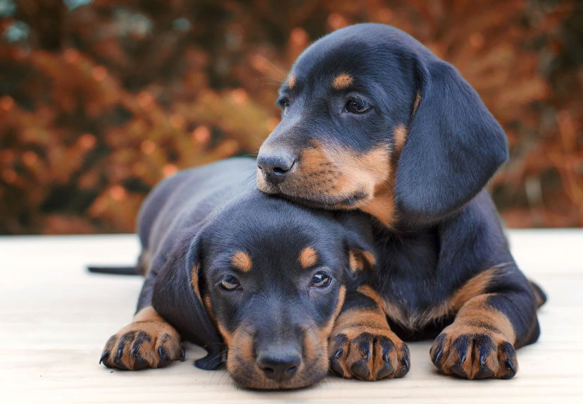 cachorro da raça salsicha