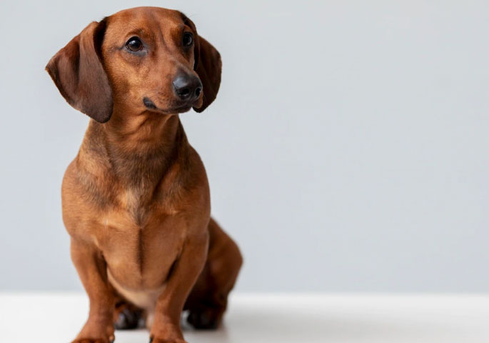 cachorro da raça salsicha