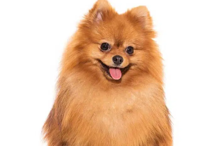 cachorro lulu da pomerânia