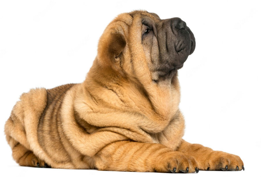 cachorro da raça sharpei