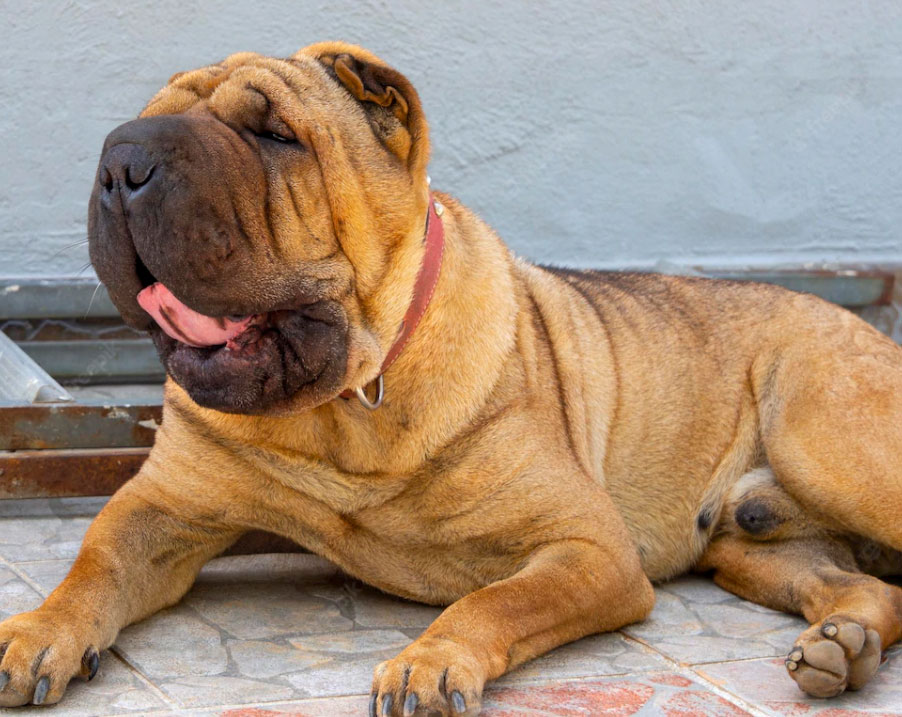 Conheça o encantador mundo do cachorro enrugadinho 3 um cachorro deitado