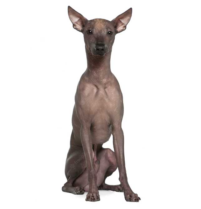 cão pelado peruano
