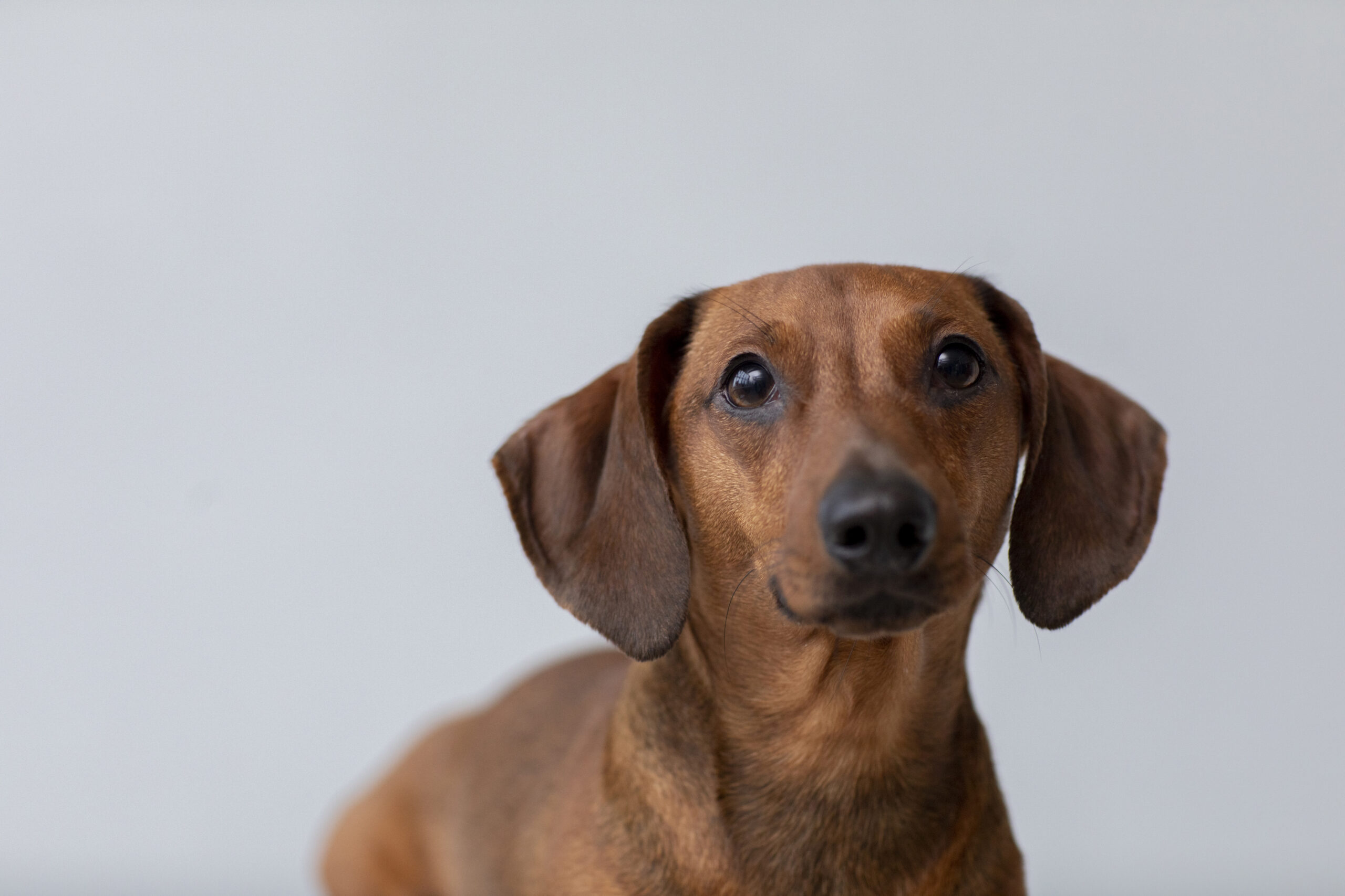 cão fofo