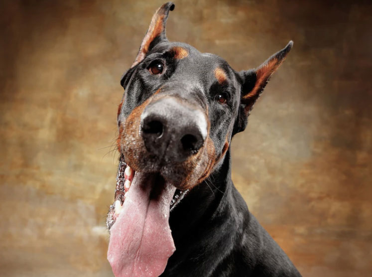 doberman