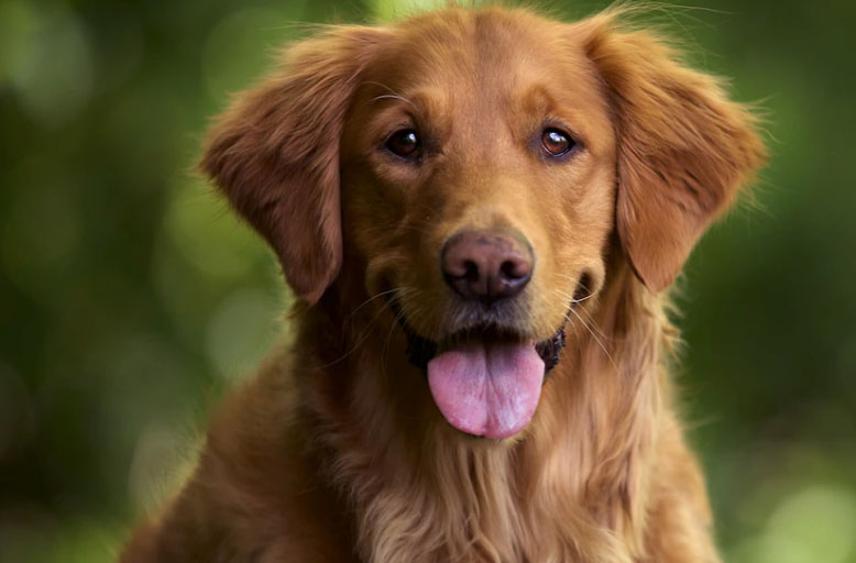 golden retriever