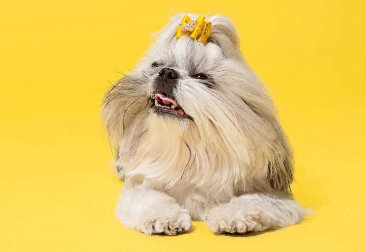 shih tzu