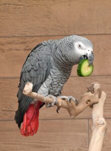 Papagaio comendo Foto: Pixabay
