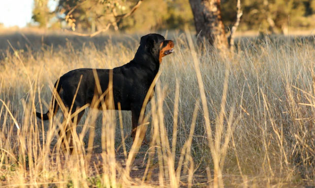 rottweiler