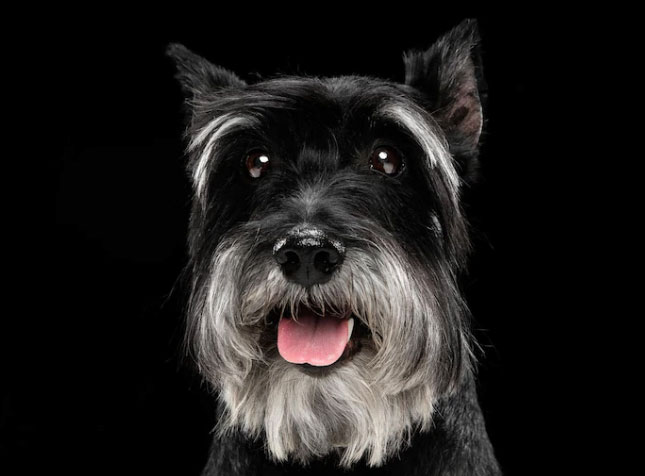 schnauzer