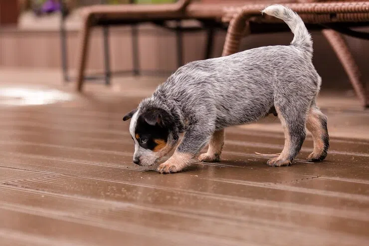 cachorro comeu o sabonete