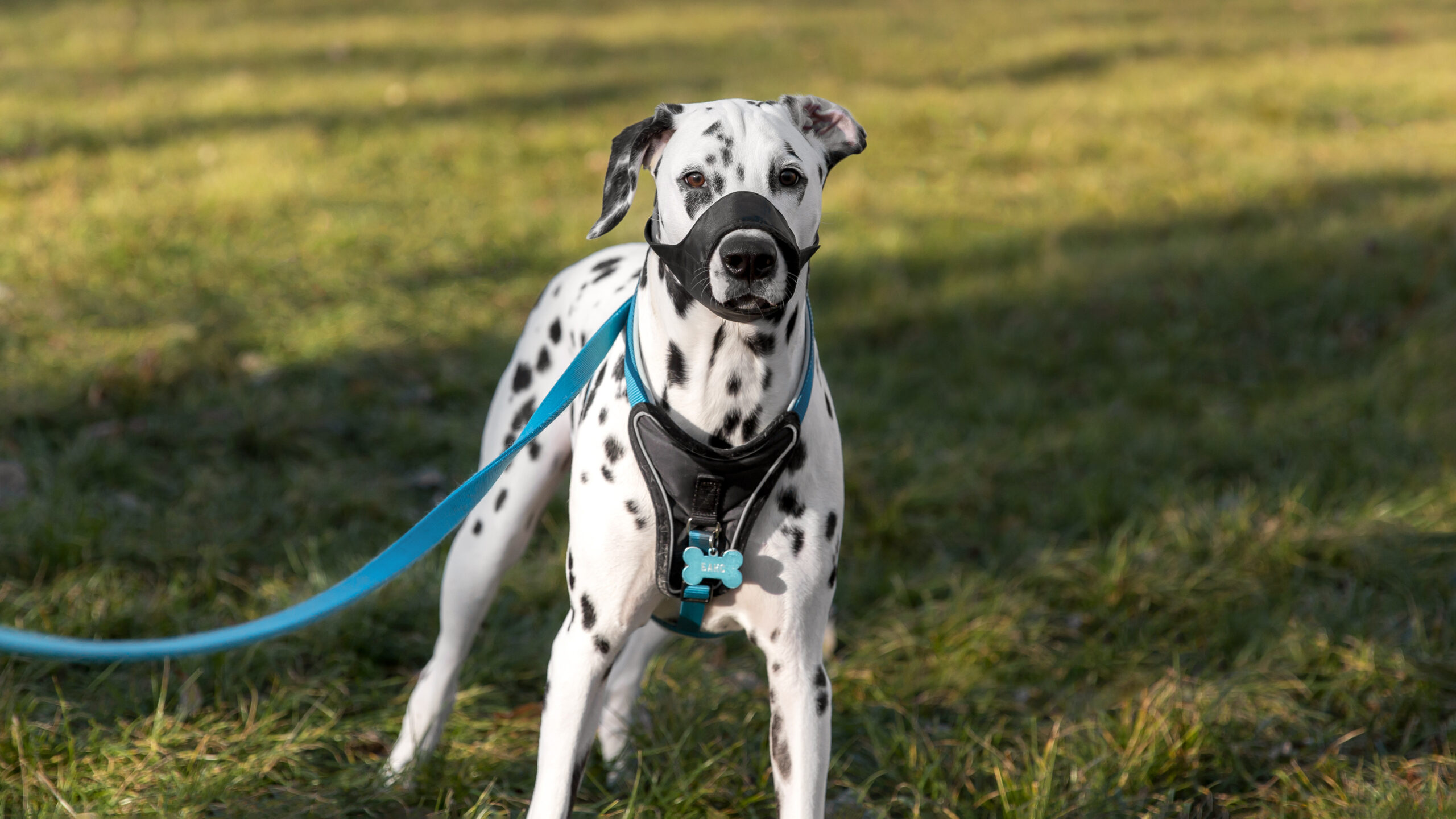 adorable-dalmatian-dog-with-muzzle-outdoors