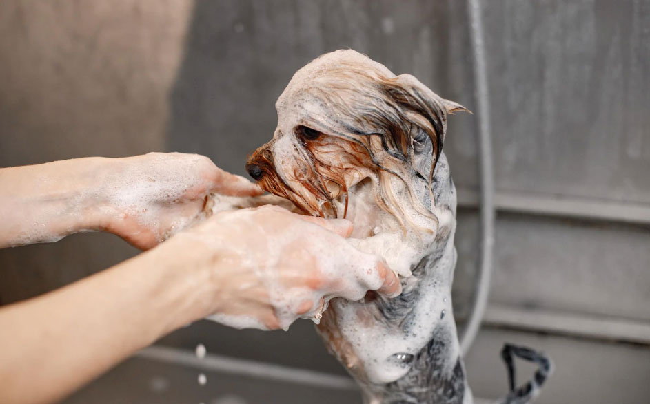 cachorro tomando banho