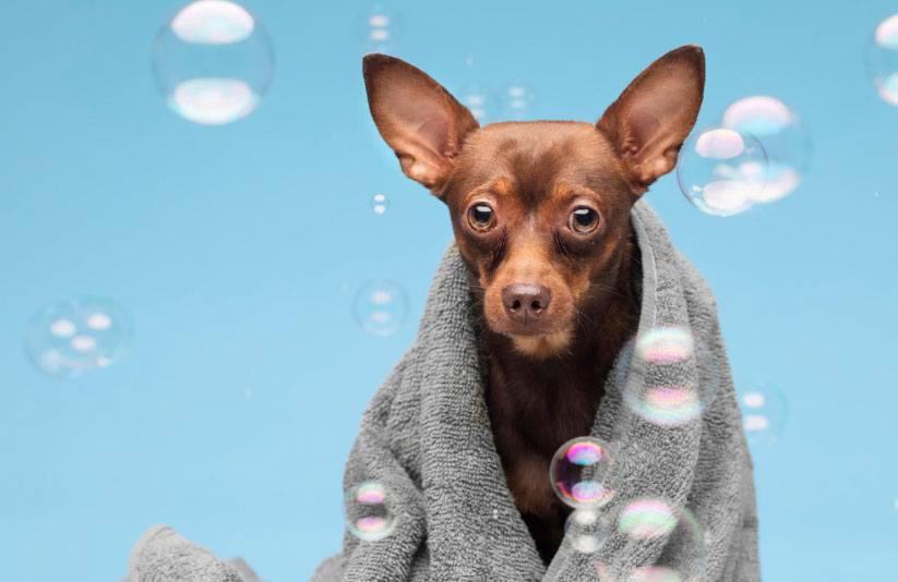 como dar banho em cachorro com dermatite