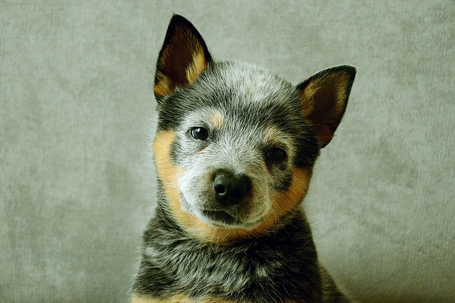 Blue Heeler filhote